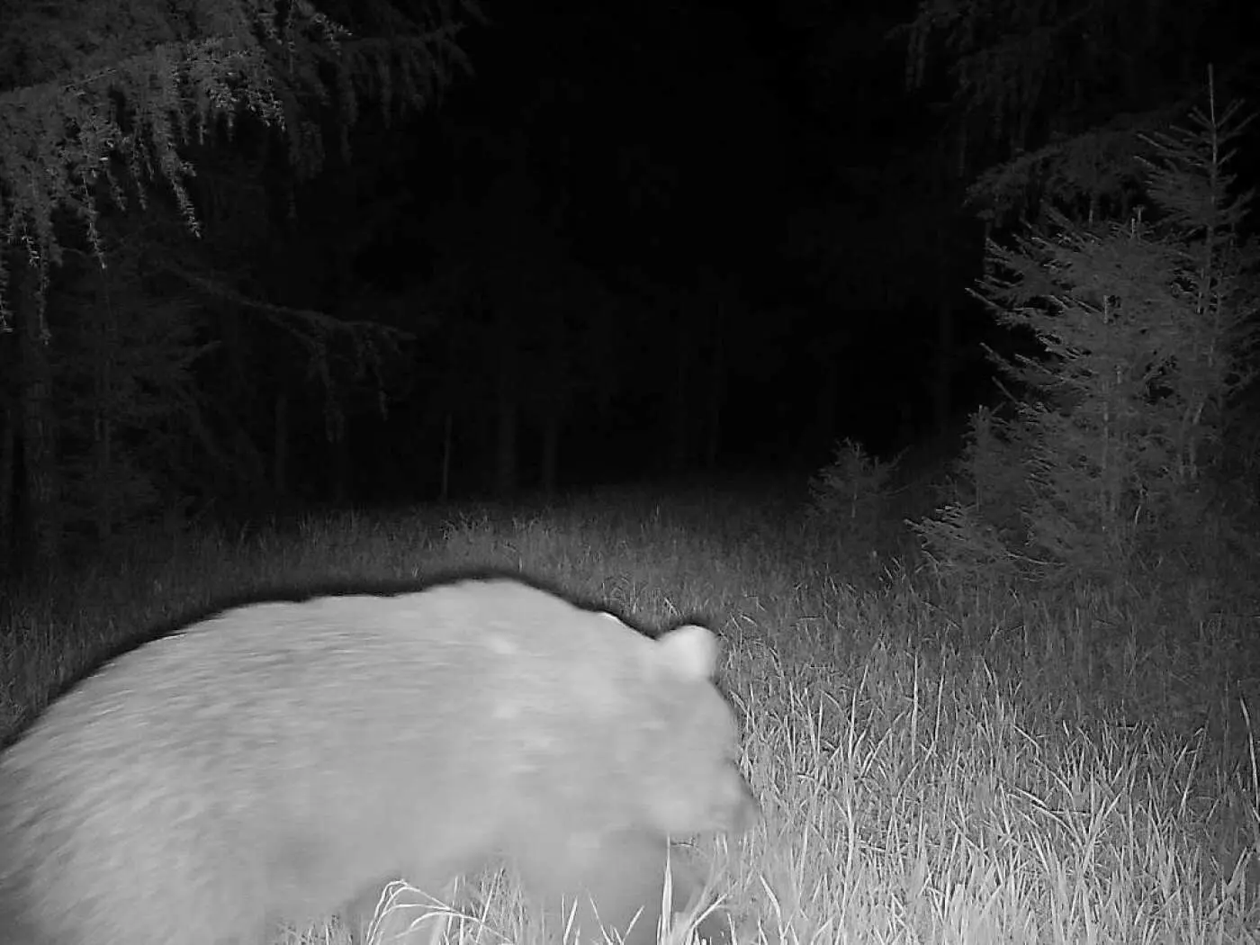 Un orso si muove attraverso un prato nel buio di una foresta. Tra gli alberi si intravedono ombre e vegetazione.