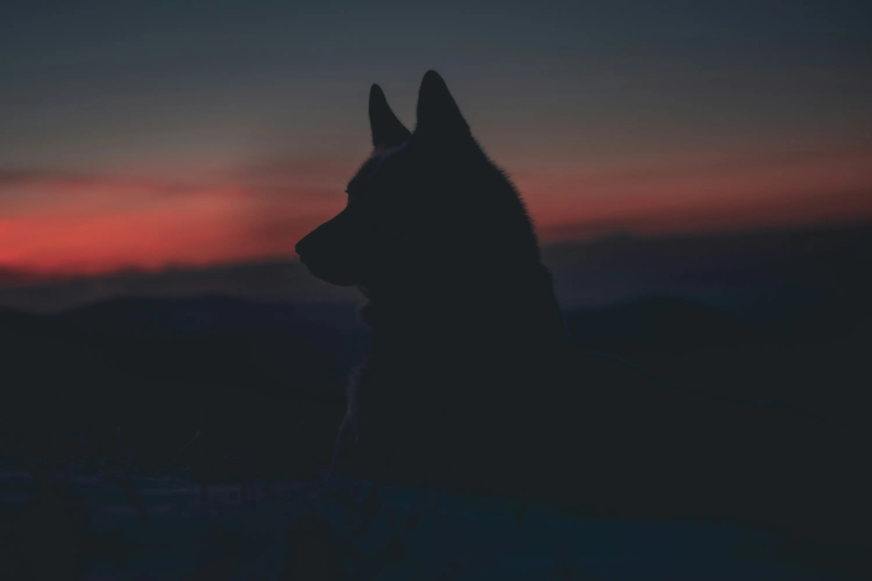 Un cane silhouette sullo sfondo di un tramonto con colori sfumati. Le montagne si intravedono in lontananza, creando un'atmosfera serena e contemplativa.