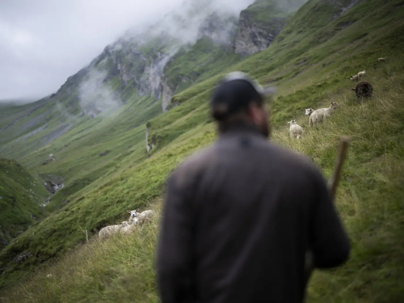 Un pastore in primo piano con un bastone, mentre si trova su un pascolo verdeggiante. Sullo sfondo, alcune pecore si muovono tra le colline verdissime e nebbiose.