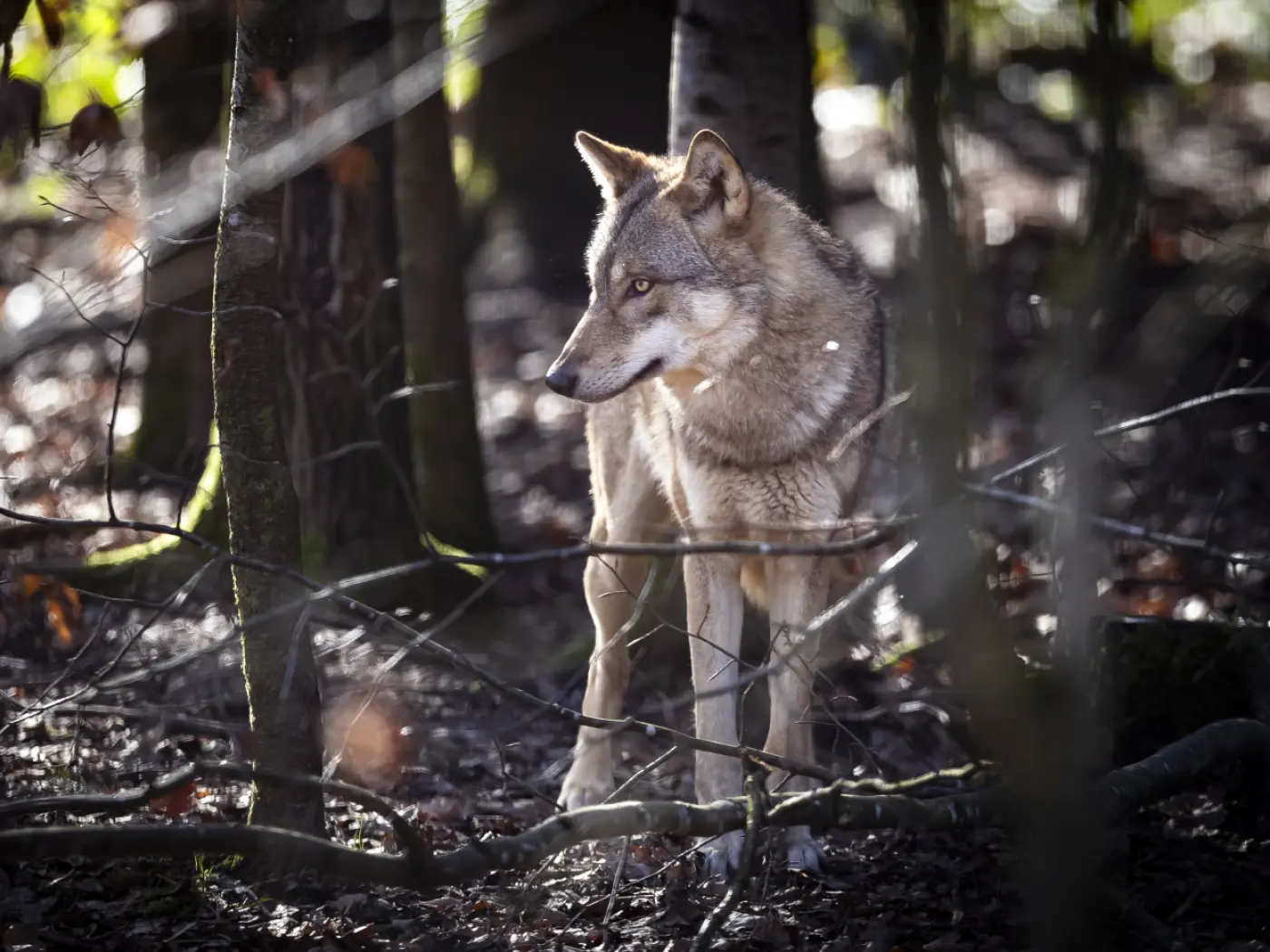 Un lupo adulto si erge tra gli alberi in una foresta, con il pelo marrone chiaro e occhi attenti. Rami e foglie secche ingombrano il terreno intorno a lui.