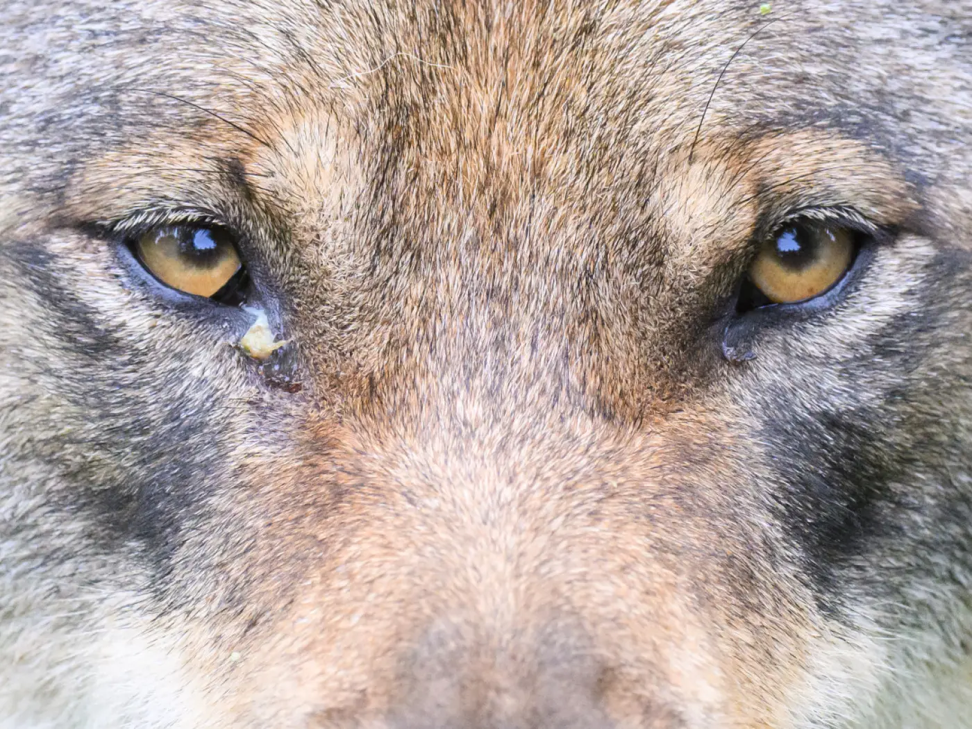 Primo piano degli occhi di un lupo, con dettagli del pelo e uno sguardo intenso e penetrante.