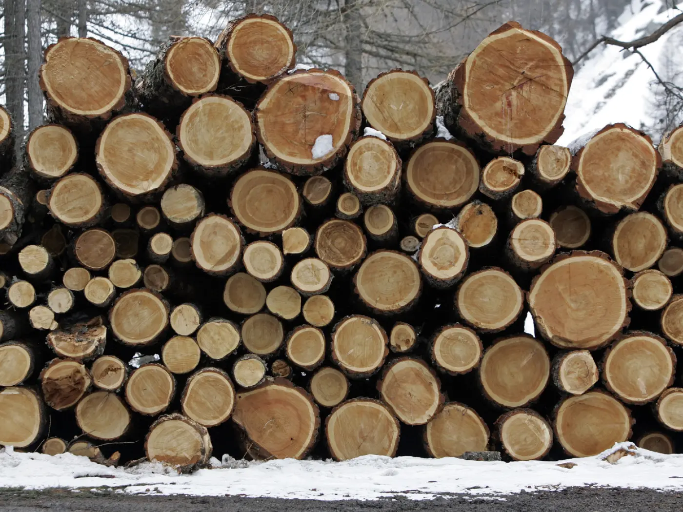 Tronchi di legno impilati, con i diametri visibili e la corteccia parzialmente rimossa. Sul fondo, un po' di neve e alberi spogli.