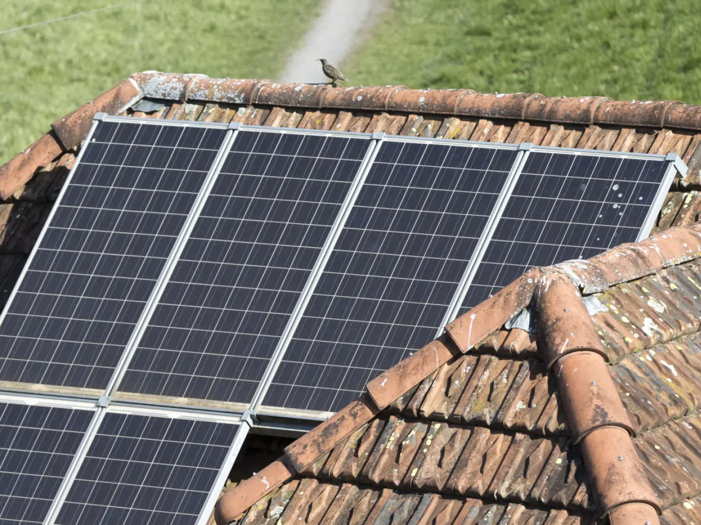 Tetto con pannelli solari e un uccello posato su una delle tegole. Sullo sfondo si vede un sentiero e un prato verde.
