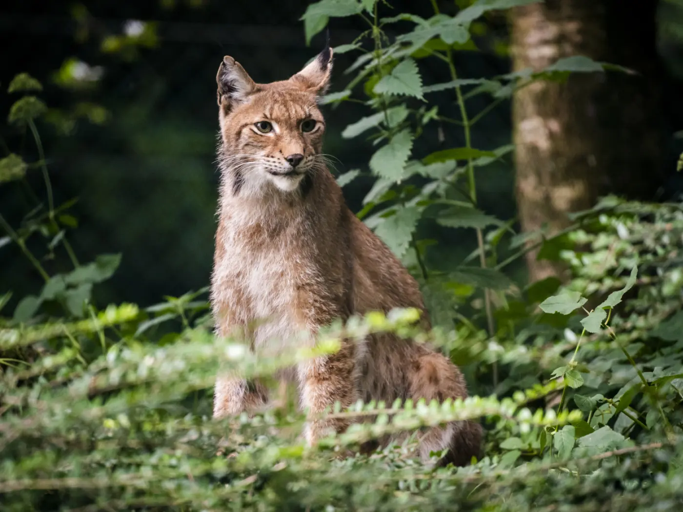 Un lince seduta tra la vegetazione, con uno sguardo attento e cauto. Il pelo è di un colore marrone chiaro e si mimetizza con il suo ambiente